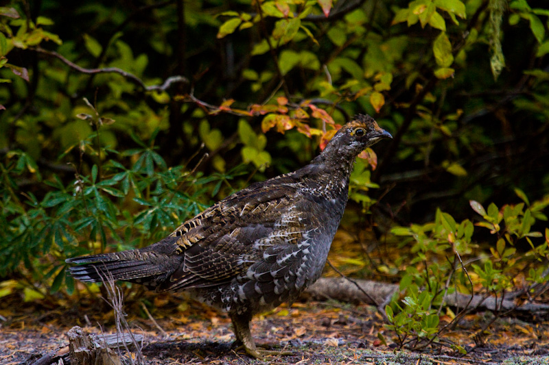 Blue Grouse